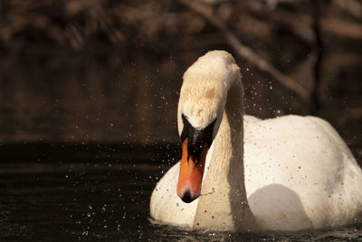 Close-up of swan swimming in lake