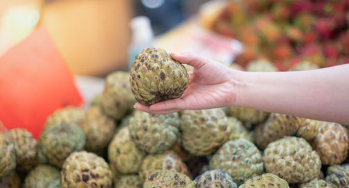 Female hand choosing the fresh custard apple put on the shelf for customer choose its.