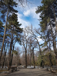 Low angle view of bare trees in forest against sky