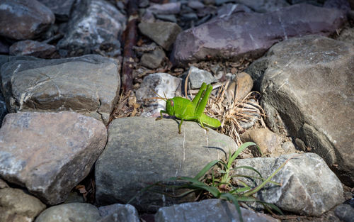 Close-up of lizard on rock