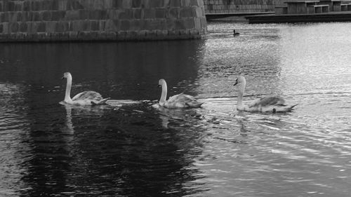 View of birds in water