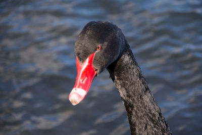 Close-up of swan swimming on lake