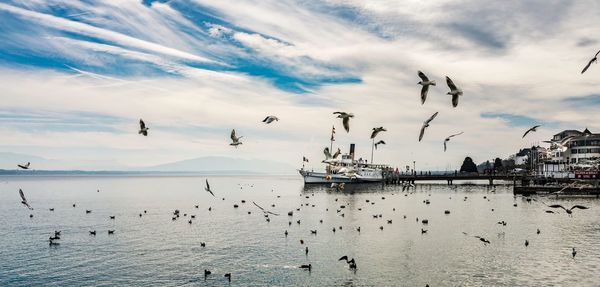 Birds flying over sea against sky