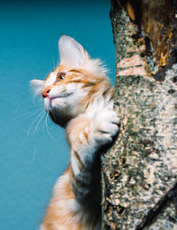 Ginger cat on a branch studio shot