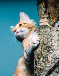 Close-up of a cat looking away