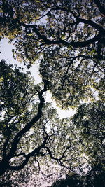 Low angle view of trees against sky