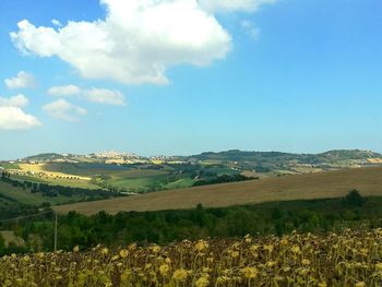 Scenic view of field against clear sky