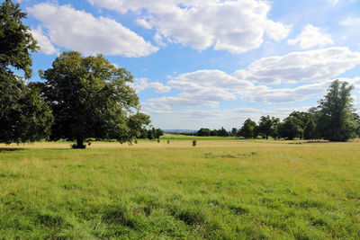 Trees on field against sky