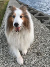 High angle portrait of a dog