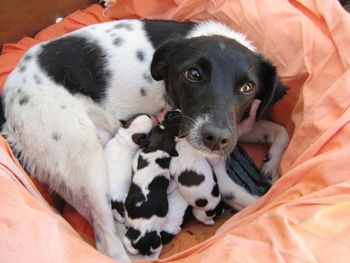 Close-up of puppy on bed