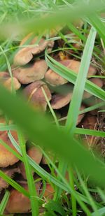 Full frame shot of fresh vegetables