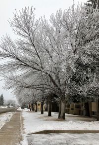 Snow covered road amidst trees against sky