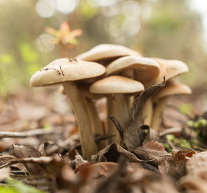 Close-up of mushroom growing on field