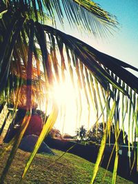 Low angle view of palm trees against sky