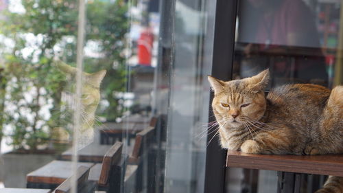Cat looking through window
