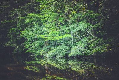 Trees growing in forest