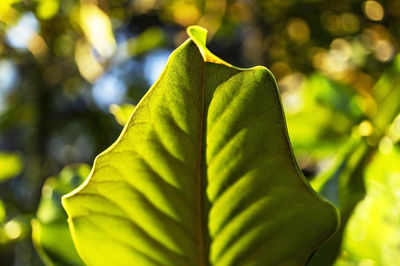 Close-up of green leaves