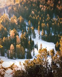 Trees in forest during winter