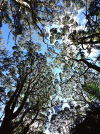 Low angle view of trees against sky
