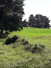 Trees on field against clear sky