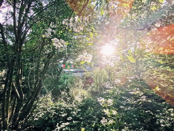 Sunlight streaming through trees in forest