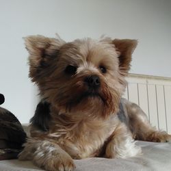 Portrait of dog sitting on floor at home