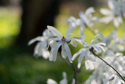 Close-up of insect on white flower