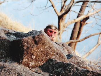 Portrait of monkey sitting on rock