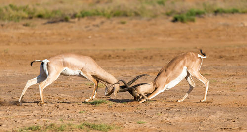 Side view of a horse on field