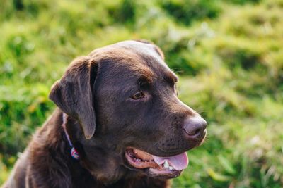 Close-up of dog looking away