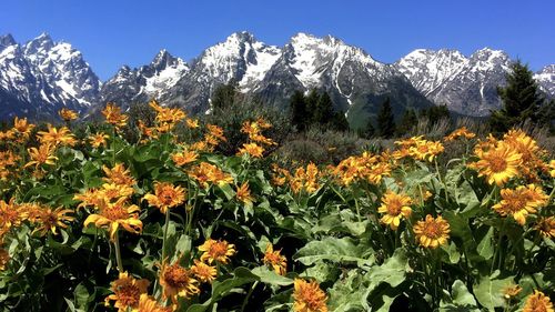 Scenic view of flowering plants and mountains against sky