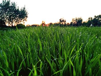 Crops growing on field against sky