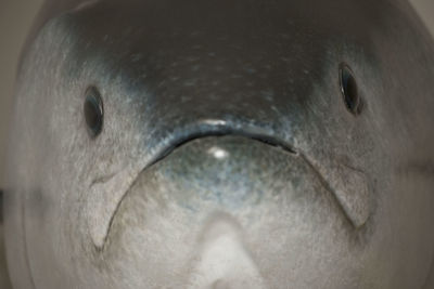 Close-up of a bird