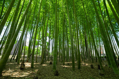 Trees in forest