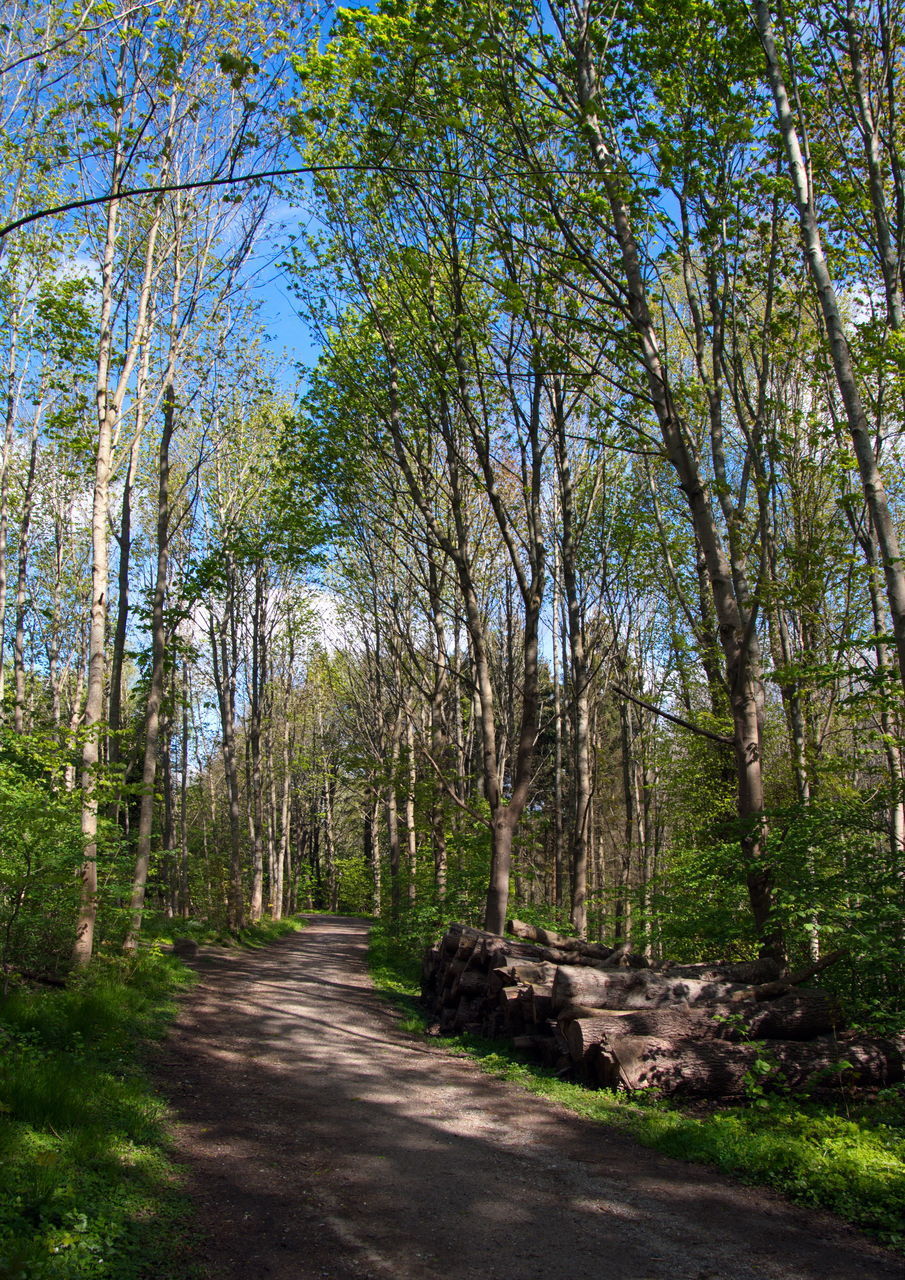 VIEW OF TREES IN FOREST