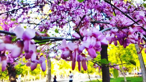 Close-up of cherry blossoms in spring