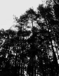 Low angle view of trees in forest