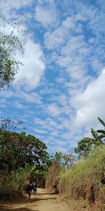 People on road amidst trees against sky