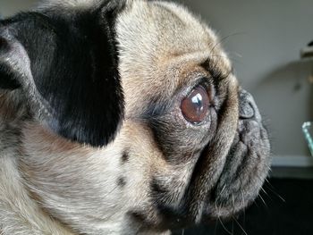 Close-up portrait of pug