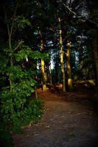 Trees in park