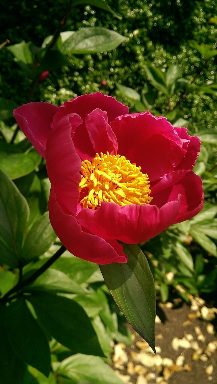 flower, petal, freshness, flower head, red, fragility, growth, beauty in nature, blooming, close-up, single flower, nature, leaf, plant, focus on foreground, pollen, in bloom, park - man made space, day, blossom