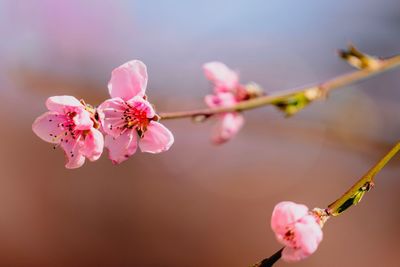 Close-up of pink cherry blossoms in spring