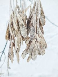 Close-up of dry leaves hanging on rope during winter