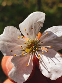 Close-up of white flower