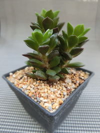 High angle view of potted plant on table