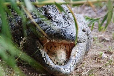 Close-up of crocodile at zoo