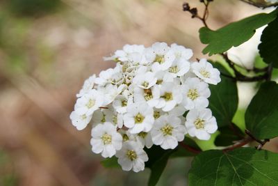 Close-up of white flowering plant