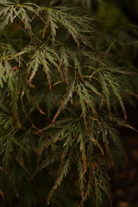 Close-up of pine tree