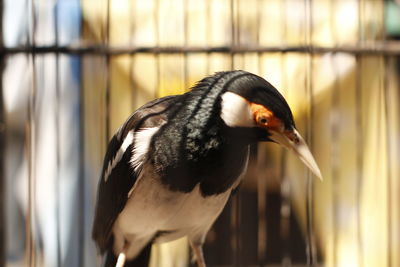 Close-up of a bird