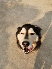 High angle portrait of dog with mouth open